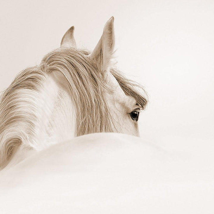 Andalusian Horse in the Mist, Sepia (Square) Wall Art